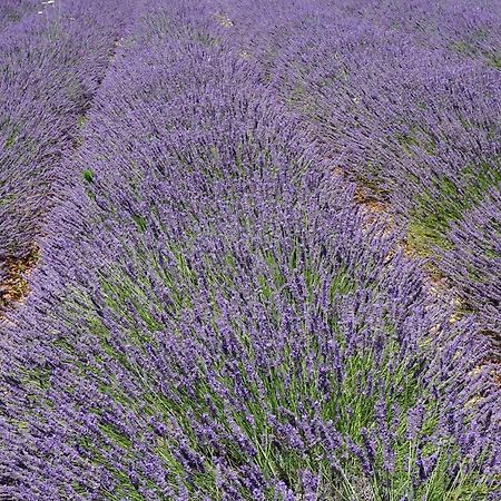 Appartement T2 Cosy Sur Aix Aix-en-Provence Bagian luar foto